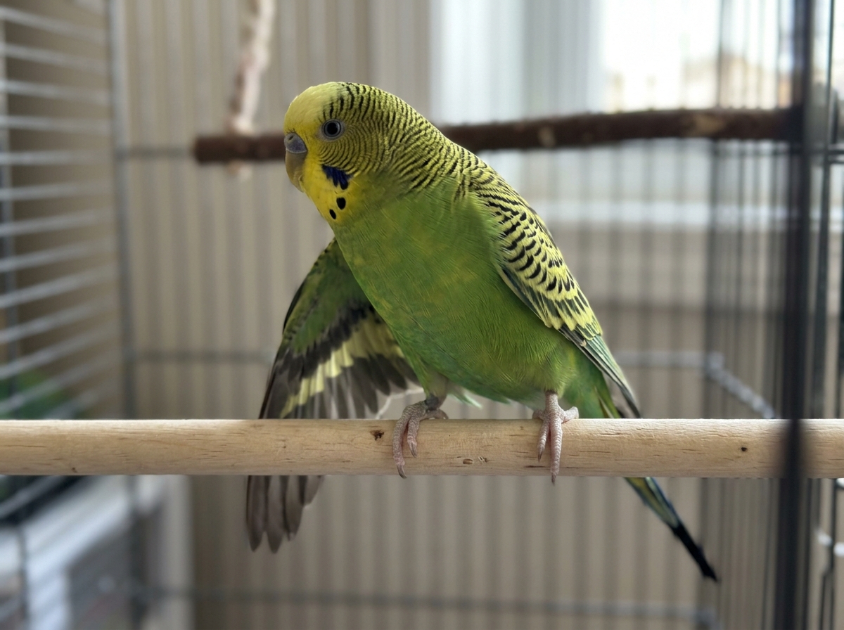 Bird holding one wing drooped while landing, with feet not gripping evenly