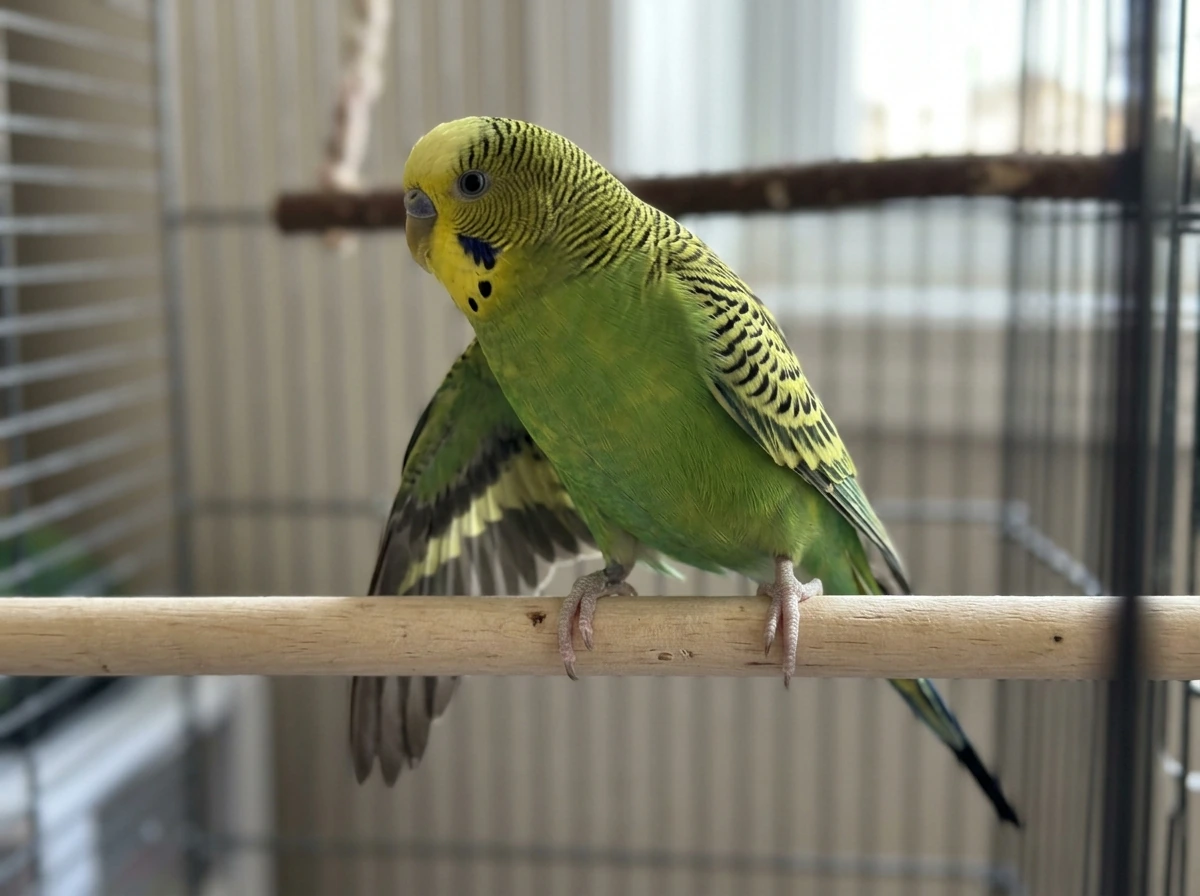 Bird holding one wing drooped while landing, with feet not gripping evenly