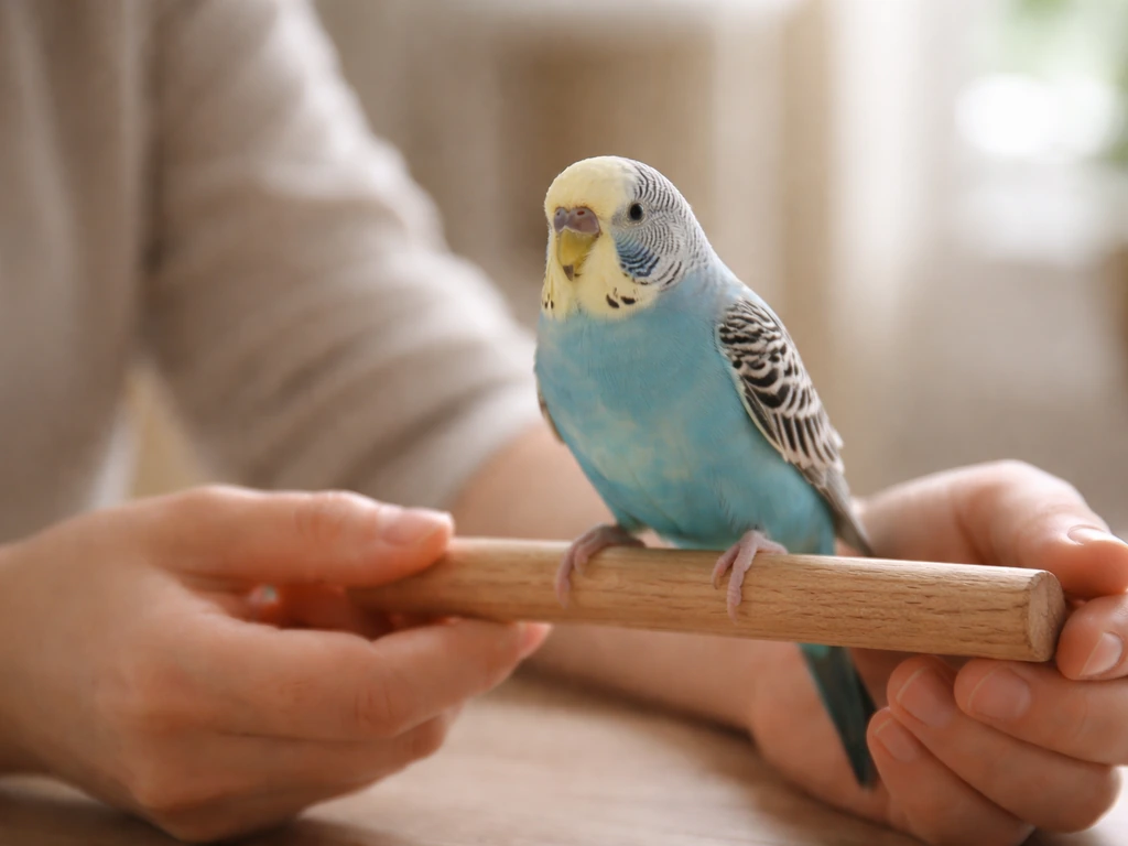 Caregiver watching a pet bird on a perch, focusing on posture and breathing in a calm home setting.