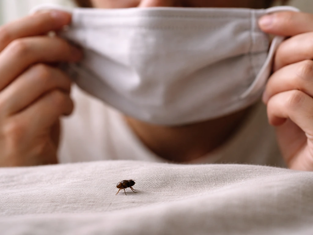 Hands wearing a cloth mask as a nearby flea on fabric suggests bubonic plague via bites, not breath.