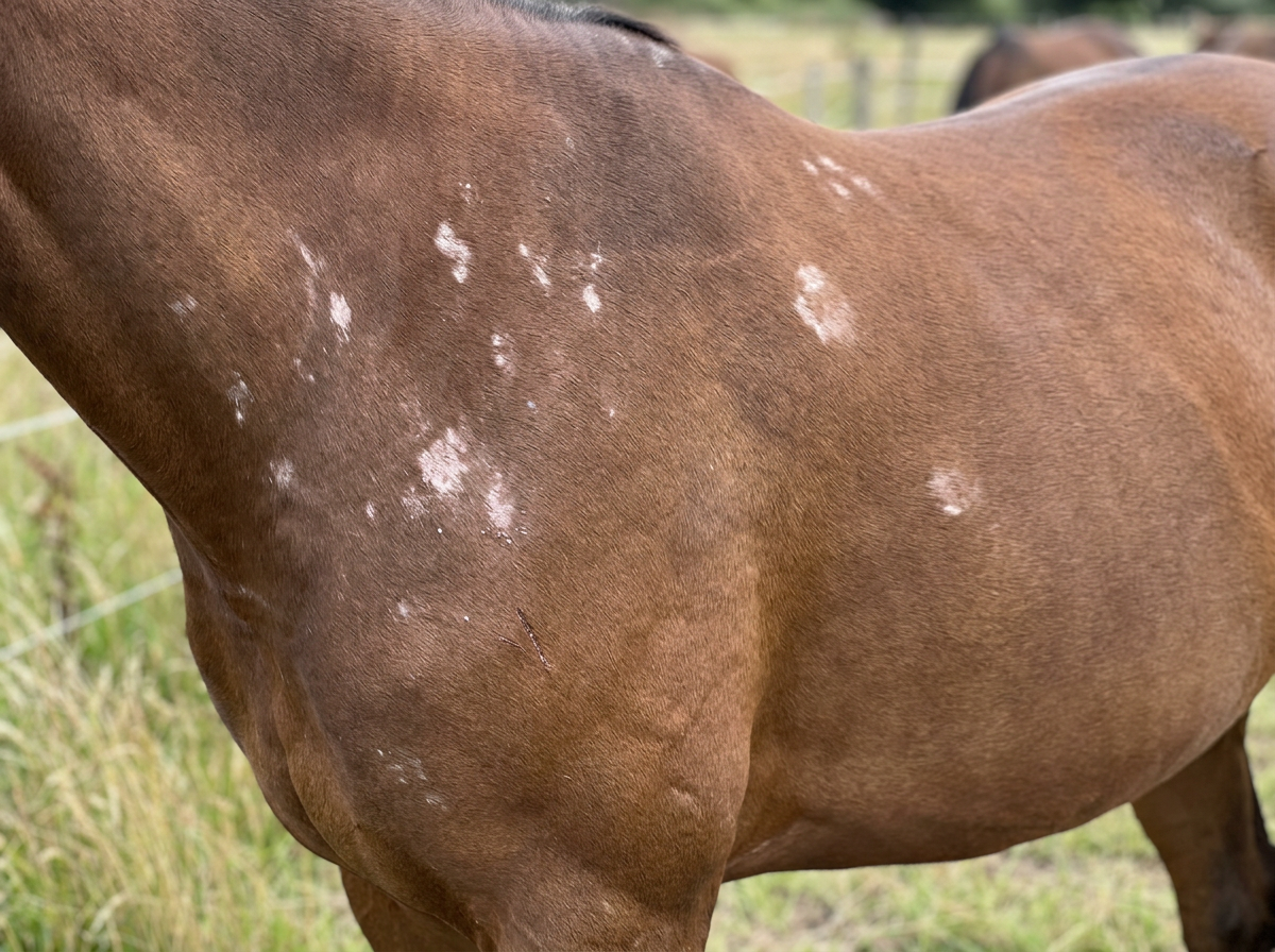 Close-up of patchy hypopigmented “bird catcher” spots and subtle scaling on a horse’s coat