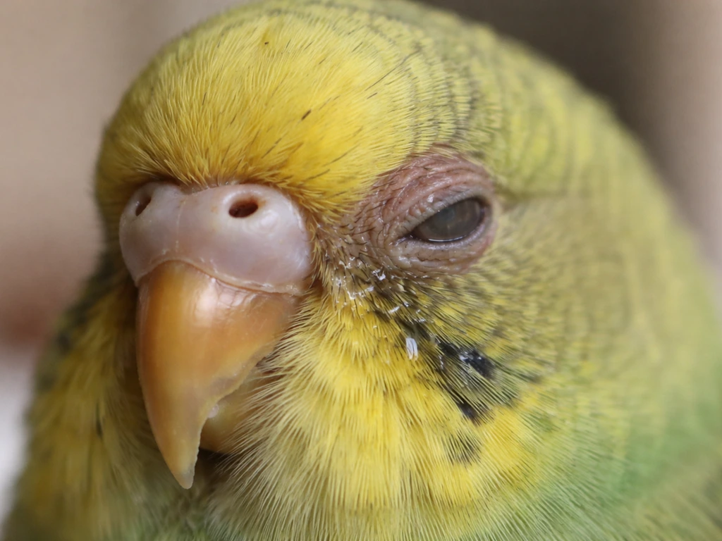Close-up of a bird’s face with dull, half-closed eye and slight discharge near the eye/nostril area