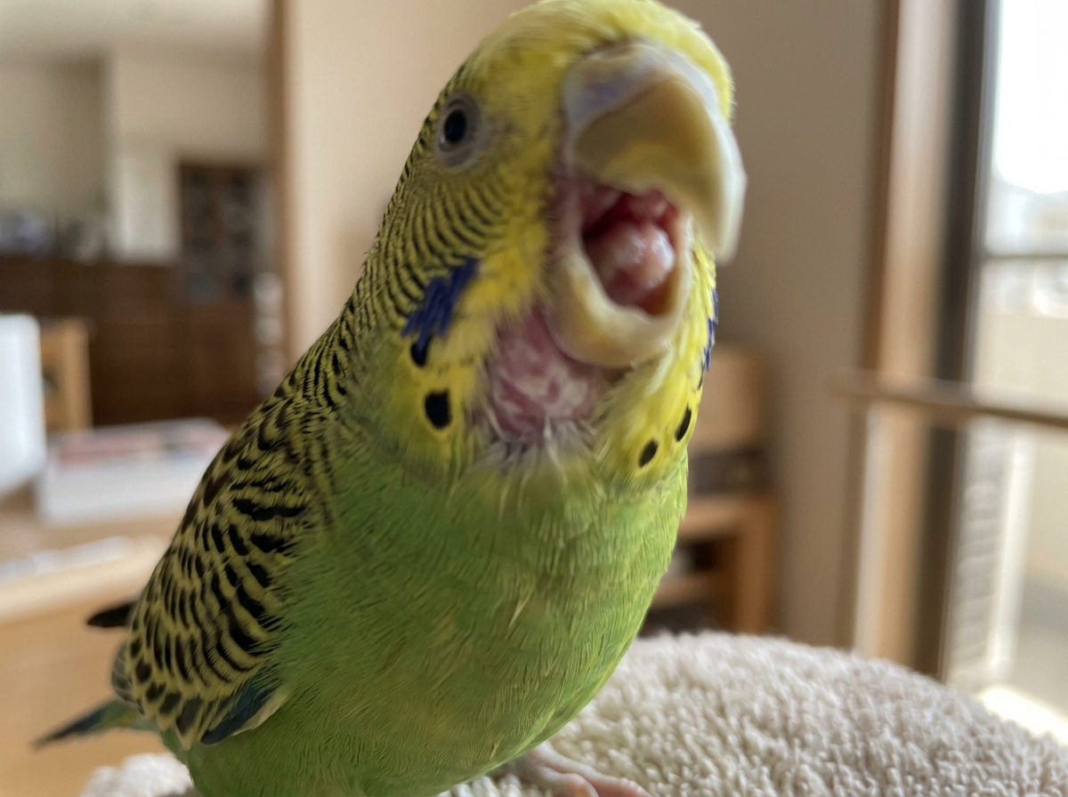 Bird with pale/white discoloration in the throat area showing possible respiratory involvement.