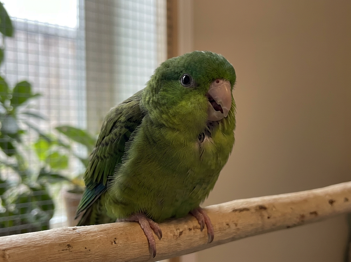 Bird showing open-mouth breathing at rest, signaling need for urgent veterinary care.