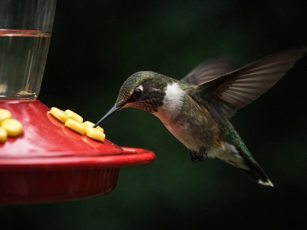 A close-up hummingbird hovering at a backyard nectar feeder in moody natural light