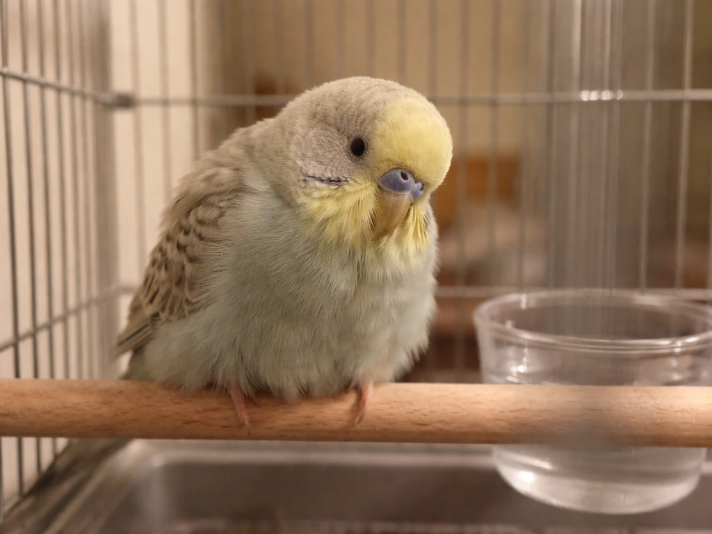 Small pet bird in a home cage, slightly fluffed and lethargic, signaling early starvation concern.