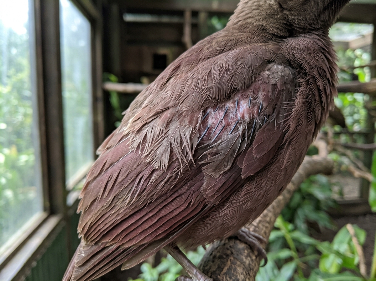 Frayed feathers and patchy feather loss