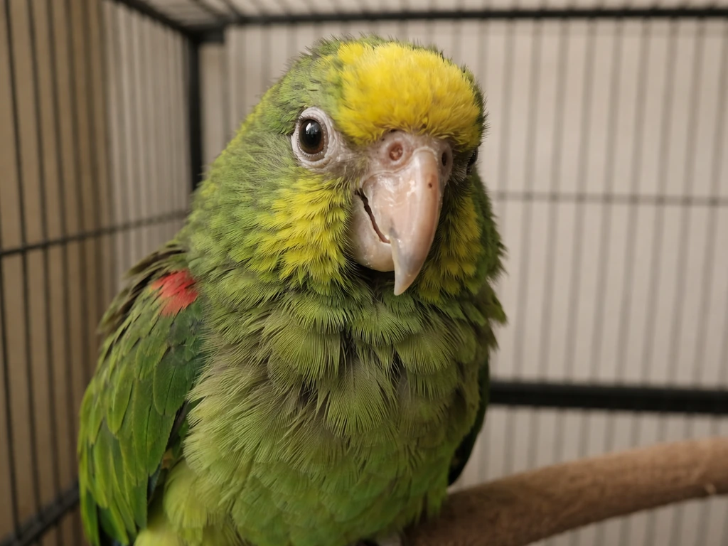 A parrot with ruffled feathers, slight eye and nasal discharge, photographed in a quiet indoor cage.