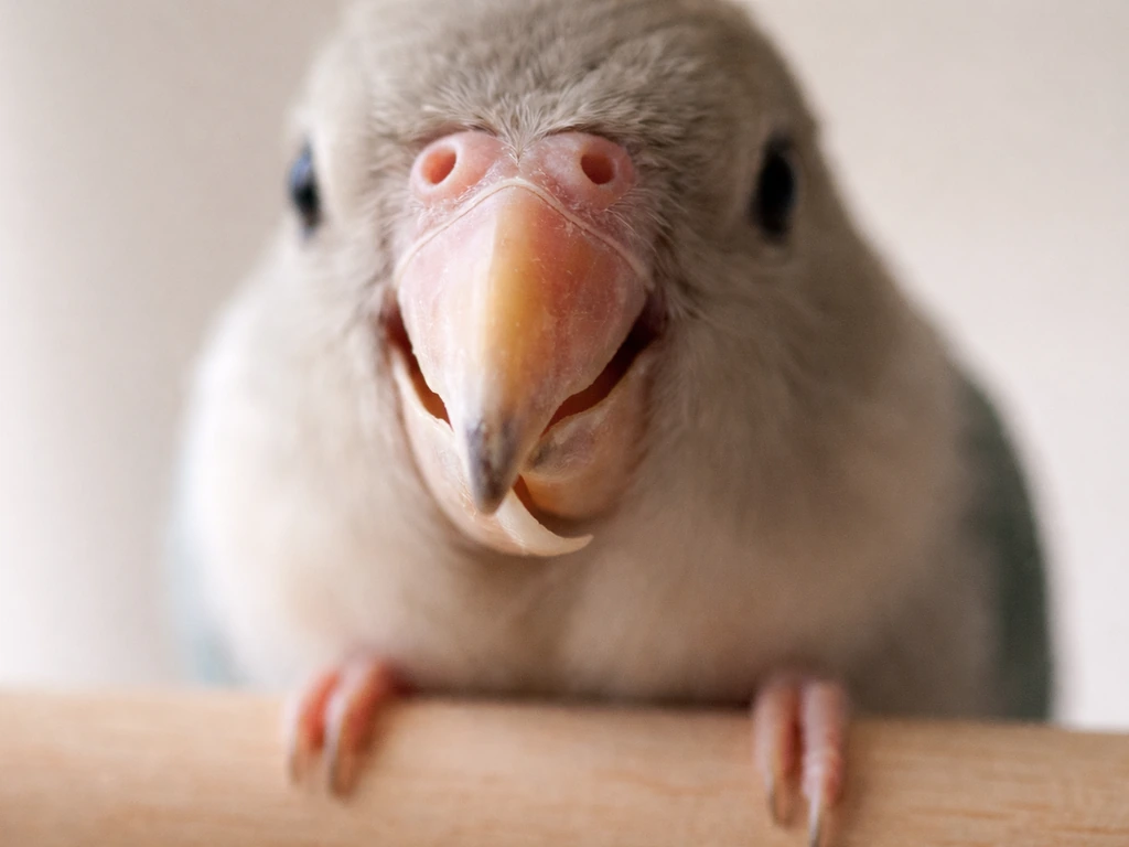 Close-up of a pet bird’s beak showing overgrowth, slight twist, and uneven contour in natural light.