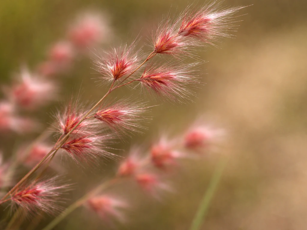 Close-up van rood/roze pluizige grassprietjes met roze draadachtige pluimpjes, onscherpe berm erachter.