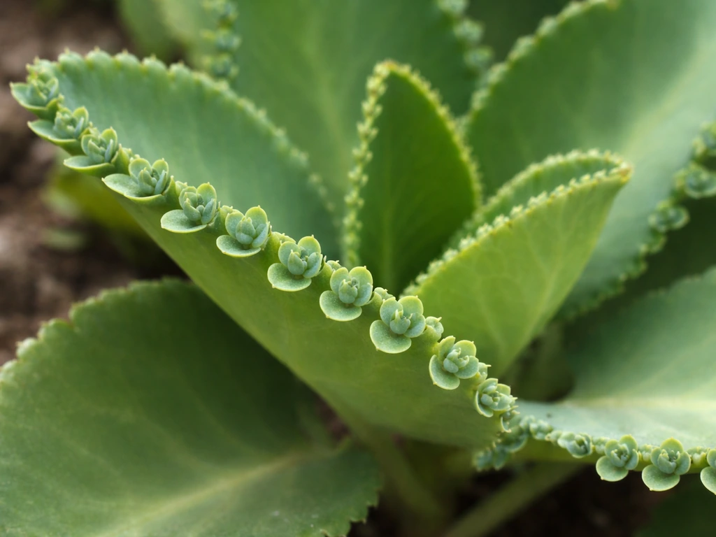 Macro close-up of Kalanchoe daigremontiana leaves with tiny plantlets along the notched edges.
