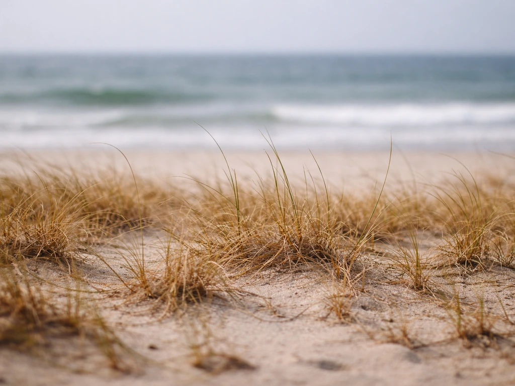 Pelouse sèche en bord de mer, sable et embruns, vent visible par l’agitation de l’herbe