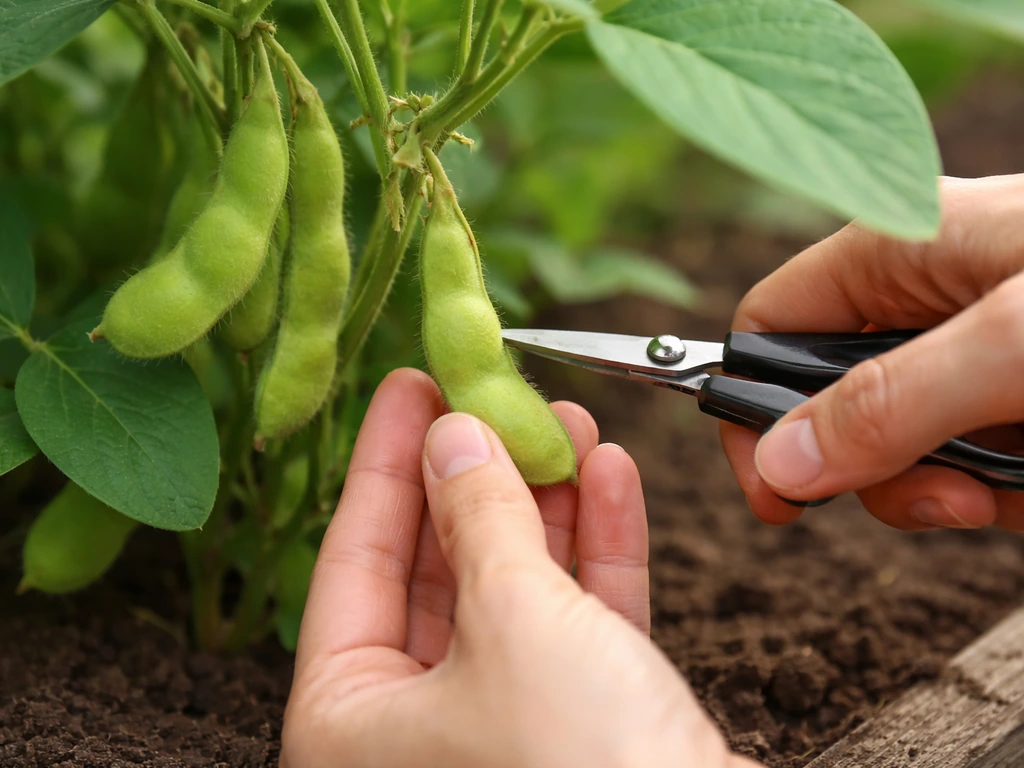 Hands snipping plump, bright-green edamame pods from a garden plant