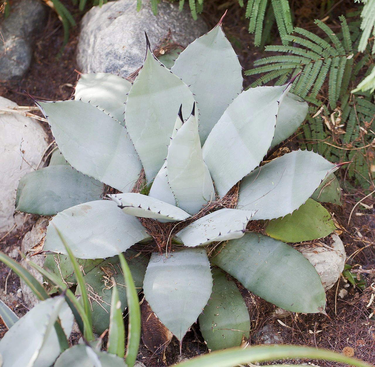 Agave parryi plant with pale blue-gray rosettes growing among rocks and garden foliage