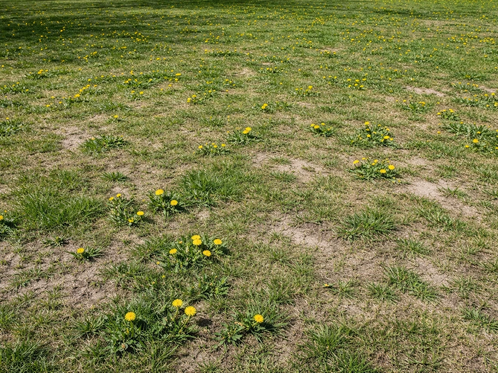 Oorzaak paardenbloemen in gazon: herken en verhelp het gericht