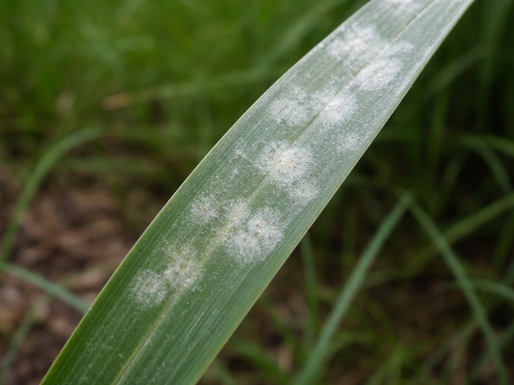 Close-up van siergrasblad met wittig poederachtig meeldauwlaagje en schimmelplekken.