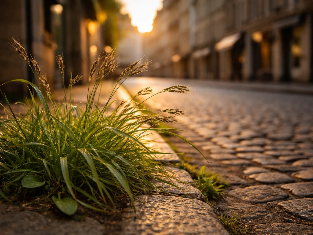 Centre-ville du Mans, herbes et plantes vertes au premier plan près d’une rue pavée et de façades.
