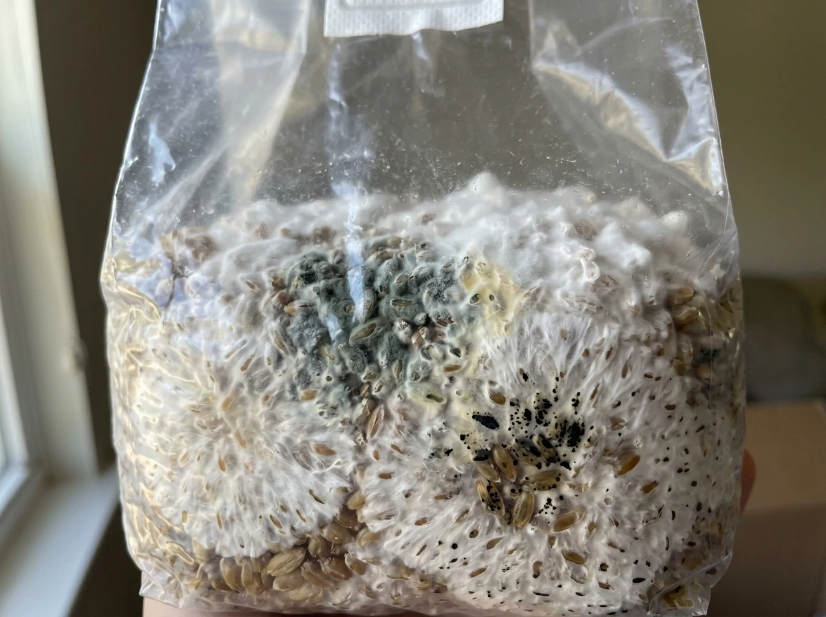 Colorful contamination patches inside a grow bag