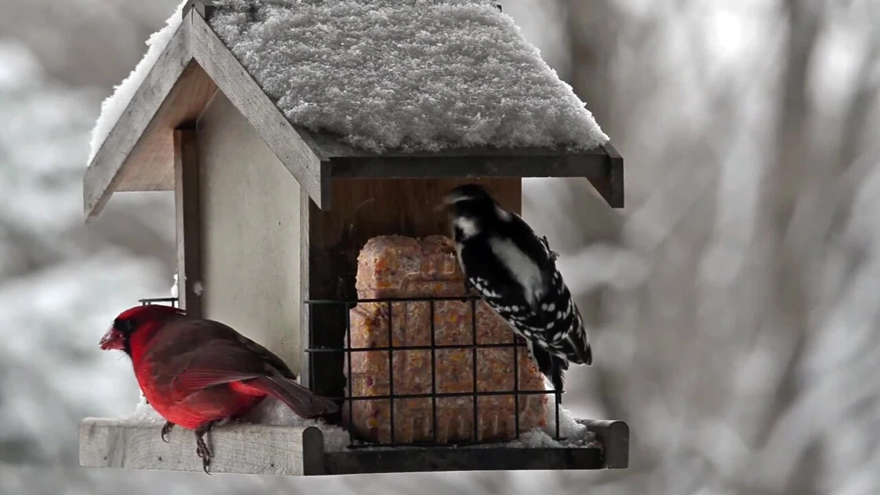 Photo of Onlyfly Bird Feeder (smart camera bird feeder)