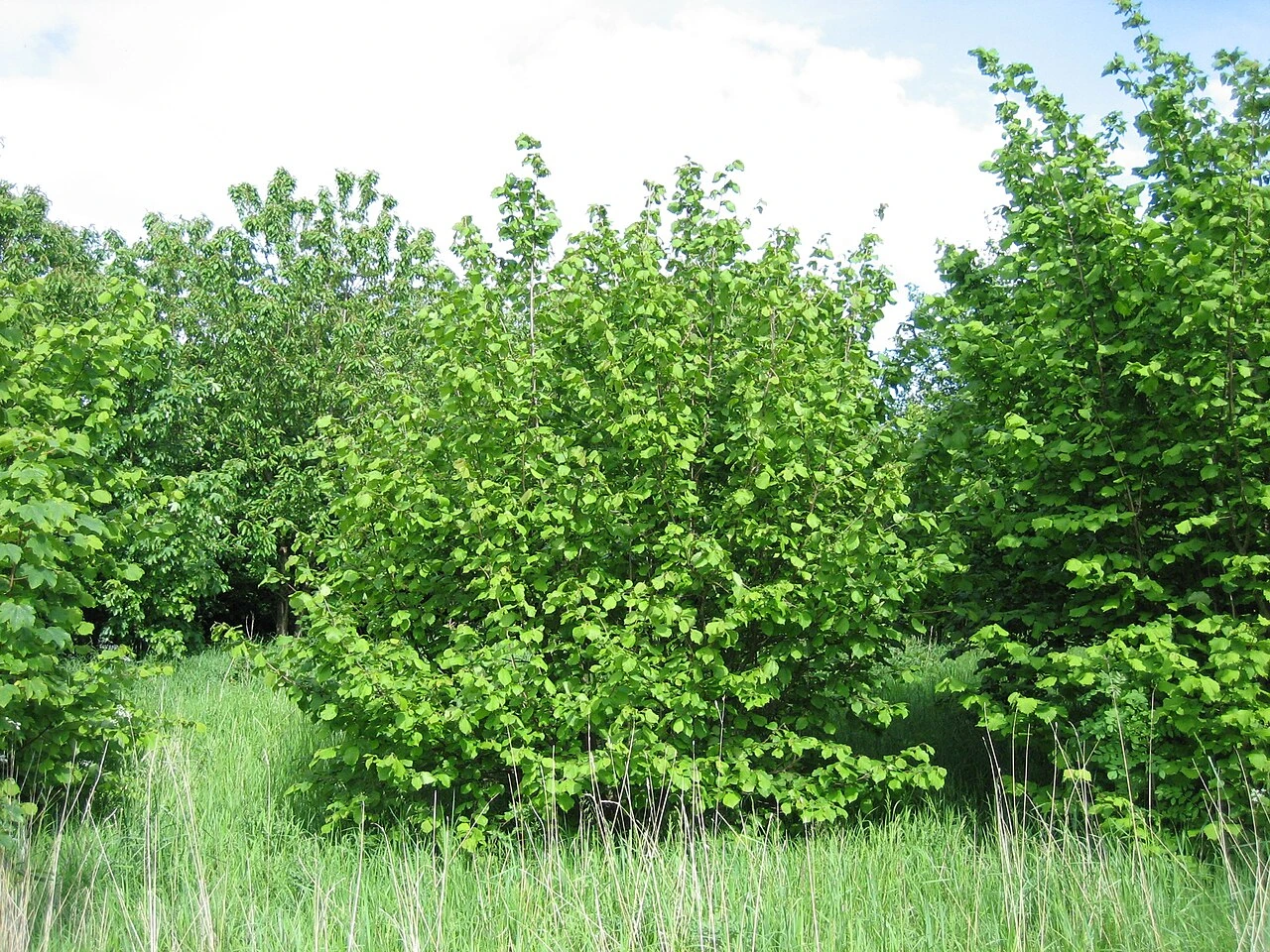Hazelnut shrub in a green orchard setting