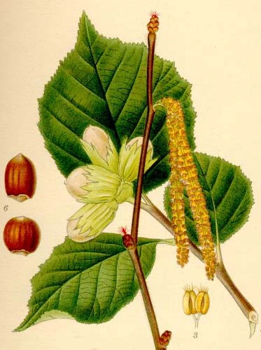 Photo of European hazelnut (Corylus avellana)