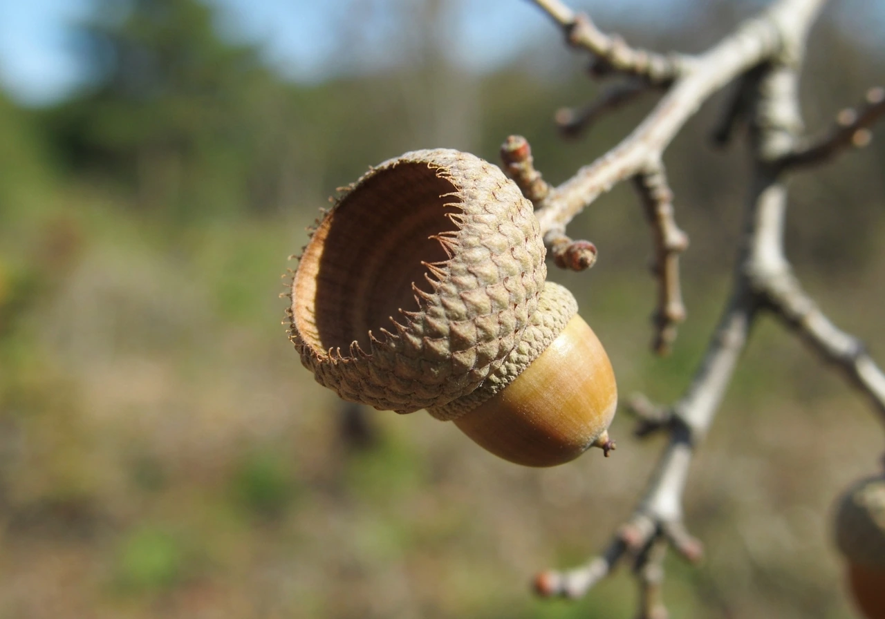 Large bur oak acorn with a deep fringed cup on a tree branch, close-up in natural light.