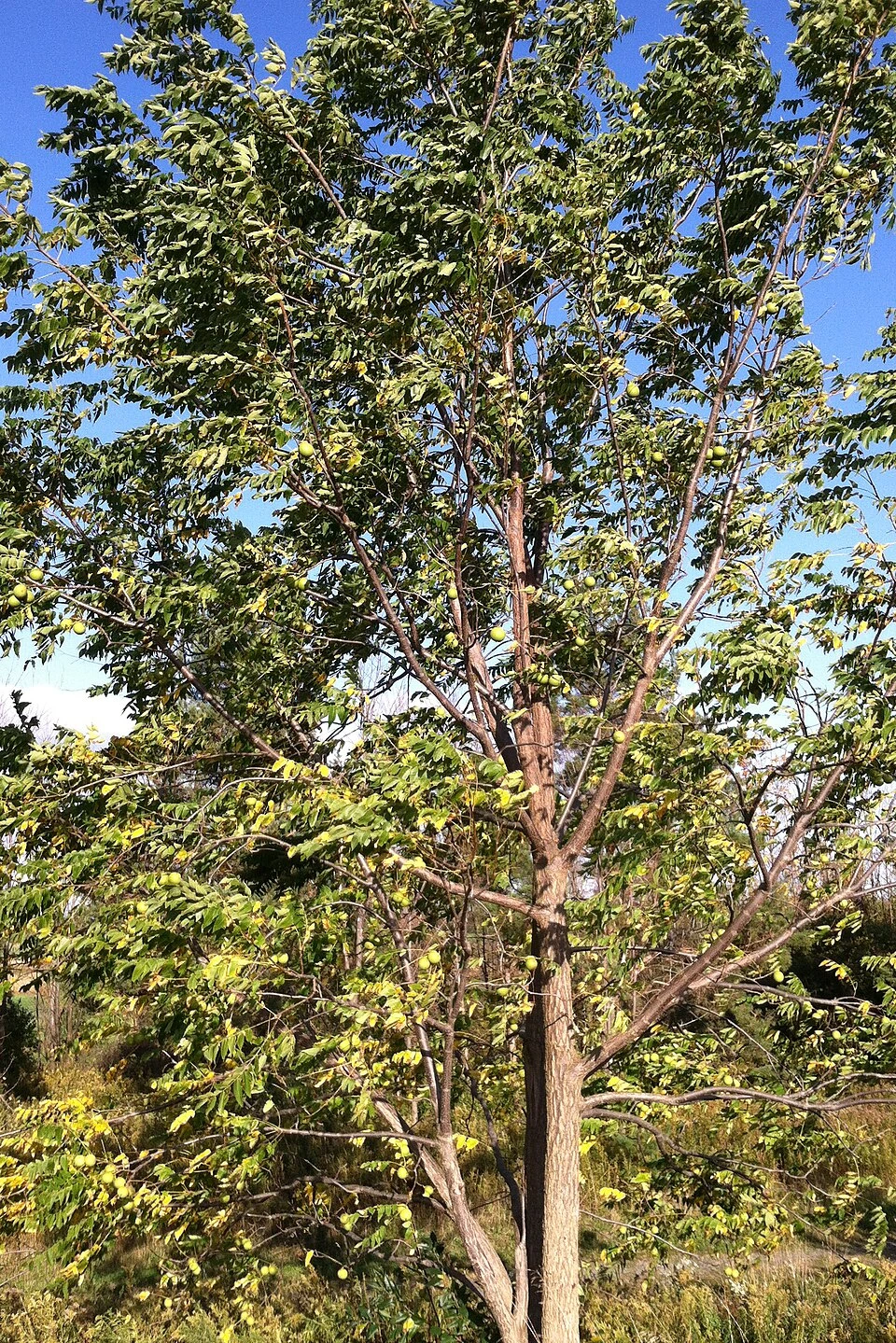 Black walnut tree with foliage and nuts against a blue sky