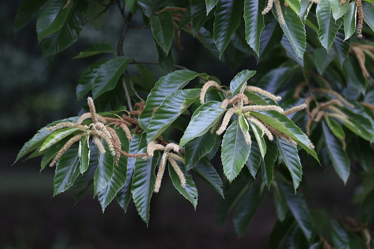 Chinese chestnut (Castanea mollissima) tree with leaves and catkins