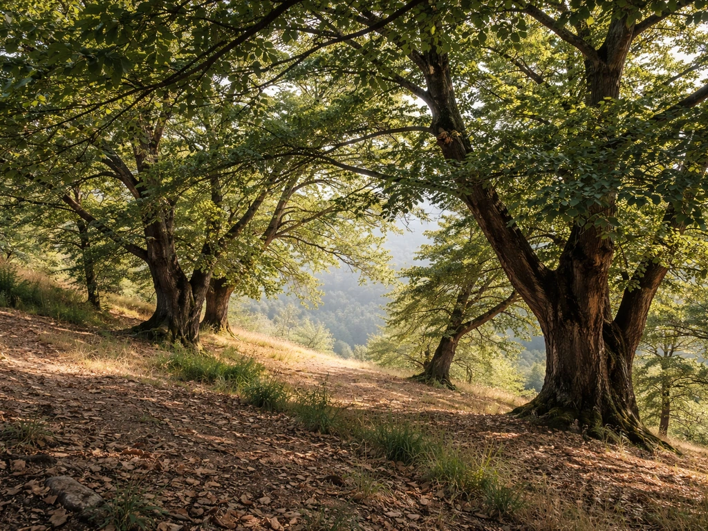 Chestnut trees growing on a forested hillside edge with leaf litter and dappled sunlight.