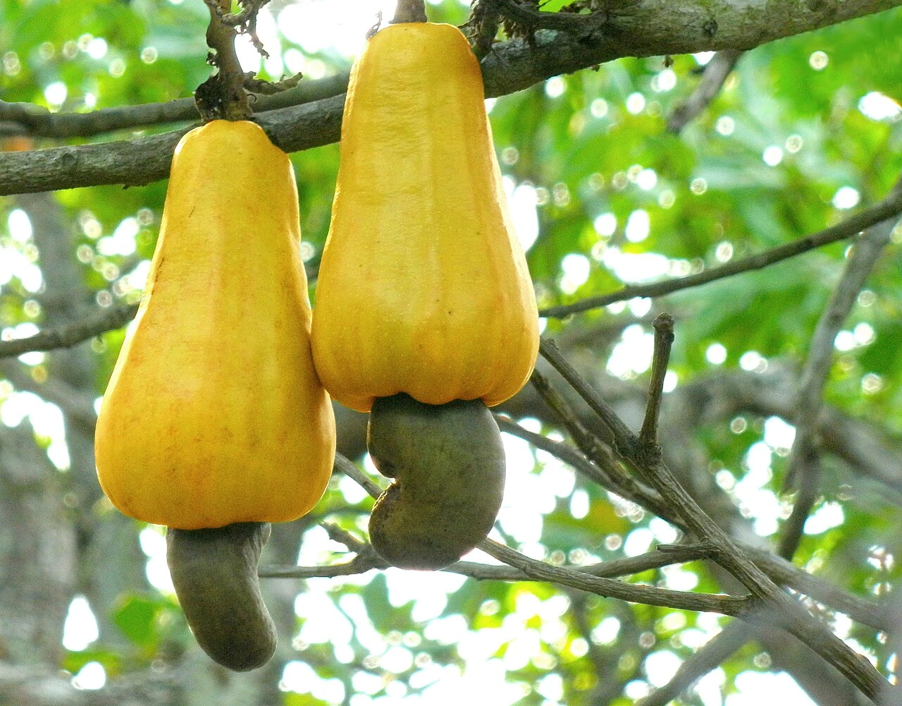 Cashew apples and nuts growing on a tree branch
