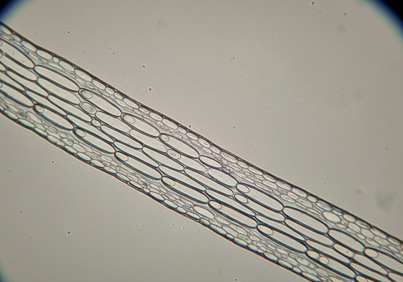 Close-up view of elongated coleoptile cells showing growth direction, with no cell division depicted.