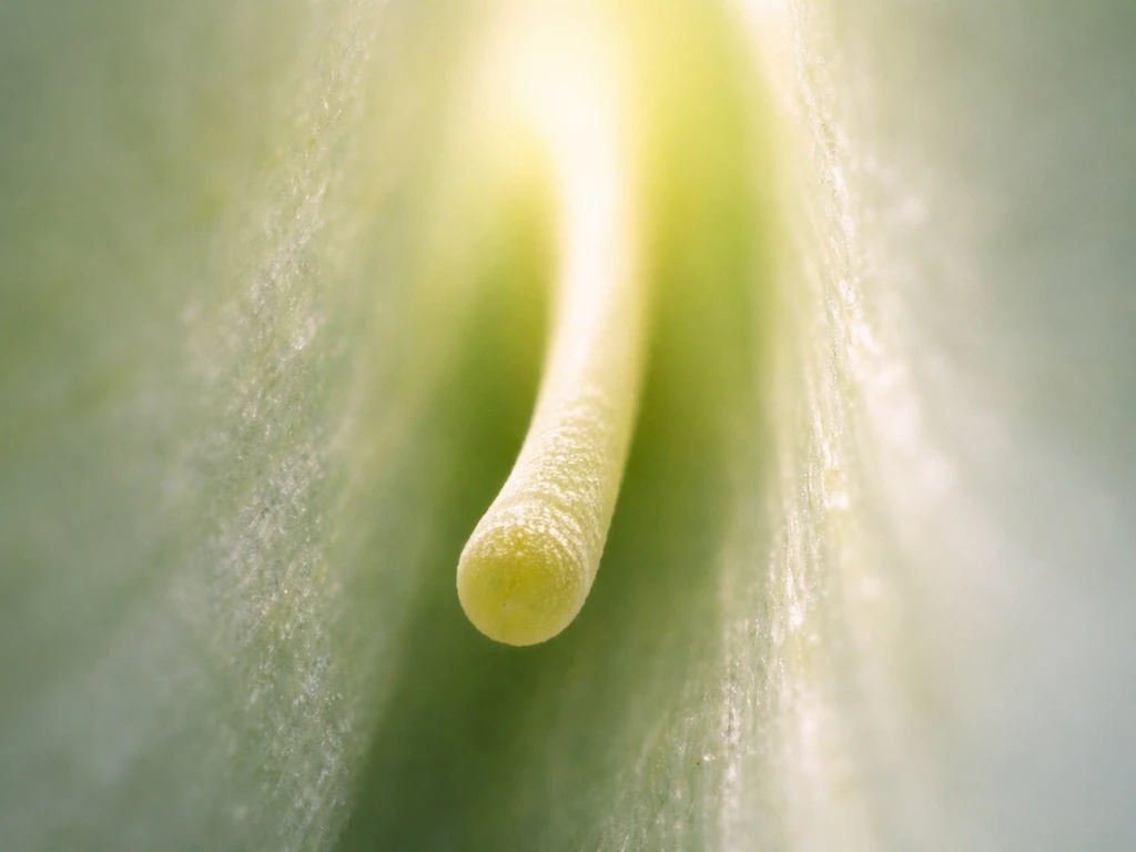 Pollen tube tip extending through a translucent style path toward a brighter target direction.