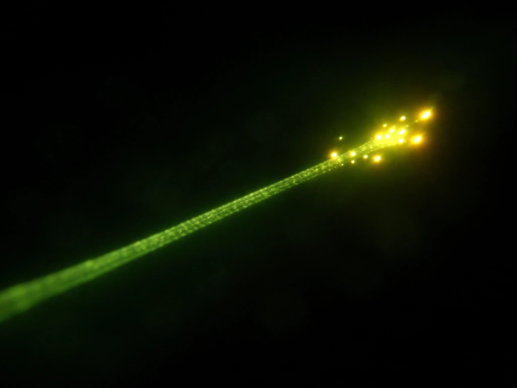 Fluorescence microscopy view with bright EB1-like comets moving along a microtubule plus end