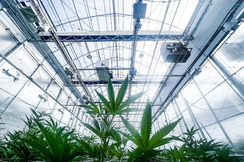 Cannabis plants growing inside a greenhouse