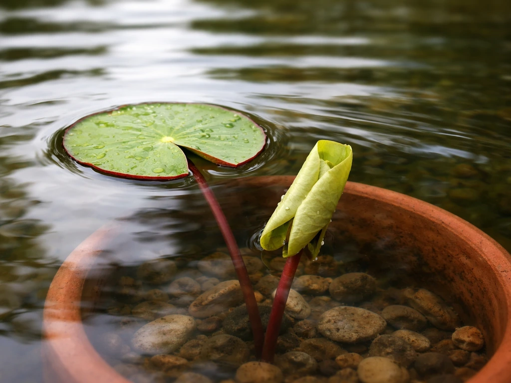 Close-up of a water lily with a new floating leaf emerging and a pale early leaf below the surface.