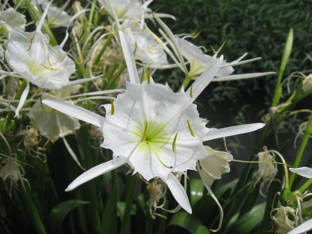 White Cahaba lily flowers (Hymenocallis coronaria) blooming in a natural setting