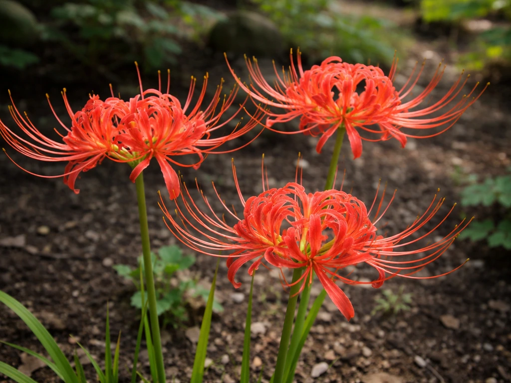 Are Spider Lilies Hard to Grow? Easy Guide to Success