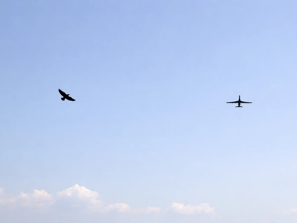 Two small silhouettes in the sky: one bird mid-flap and one airplane gliding with steady wings.