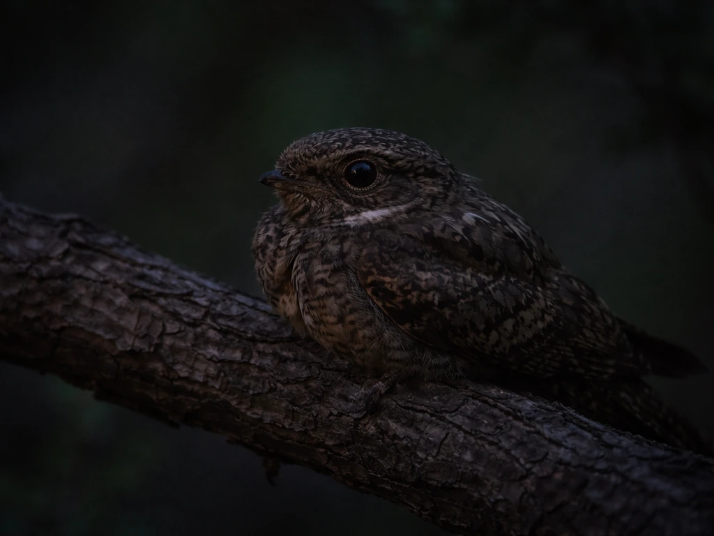 Mottled nightjar perched on a branch at dusk, camouflage feathers and dim low-light glow.