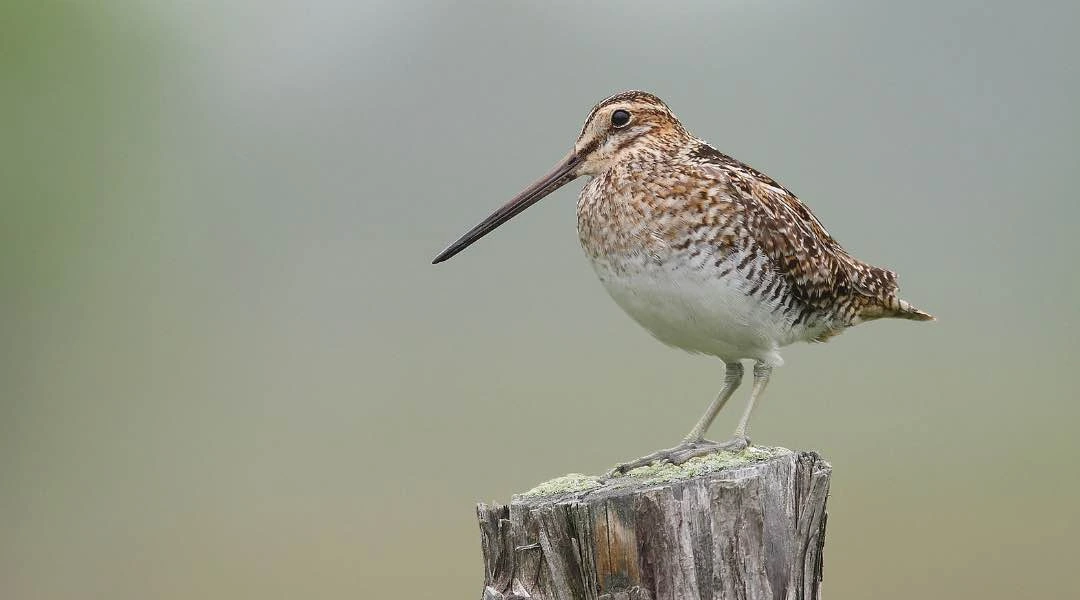 A Wilson's snipe standing on a weathered post against a soft blurred background.