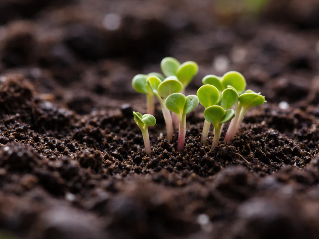 Vibrant radish sprouts rising from dark soil in a close-up macro view.