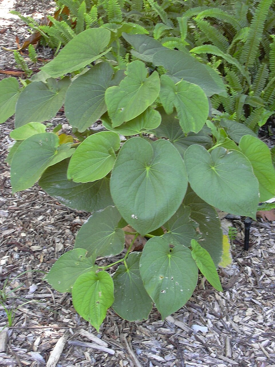 Kava plant with broad green leaves growing in a garden bed