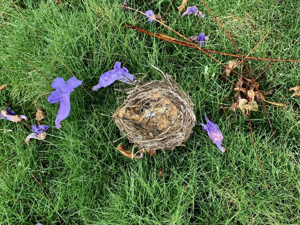 A bird nest lying on the ground in grass