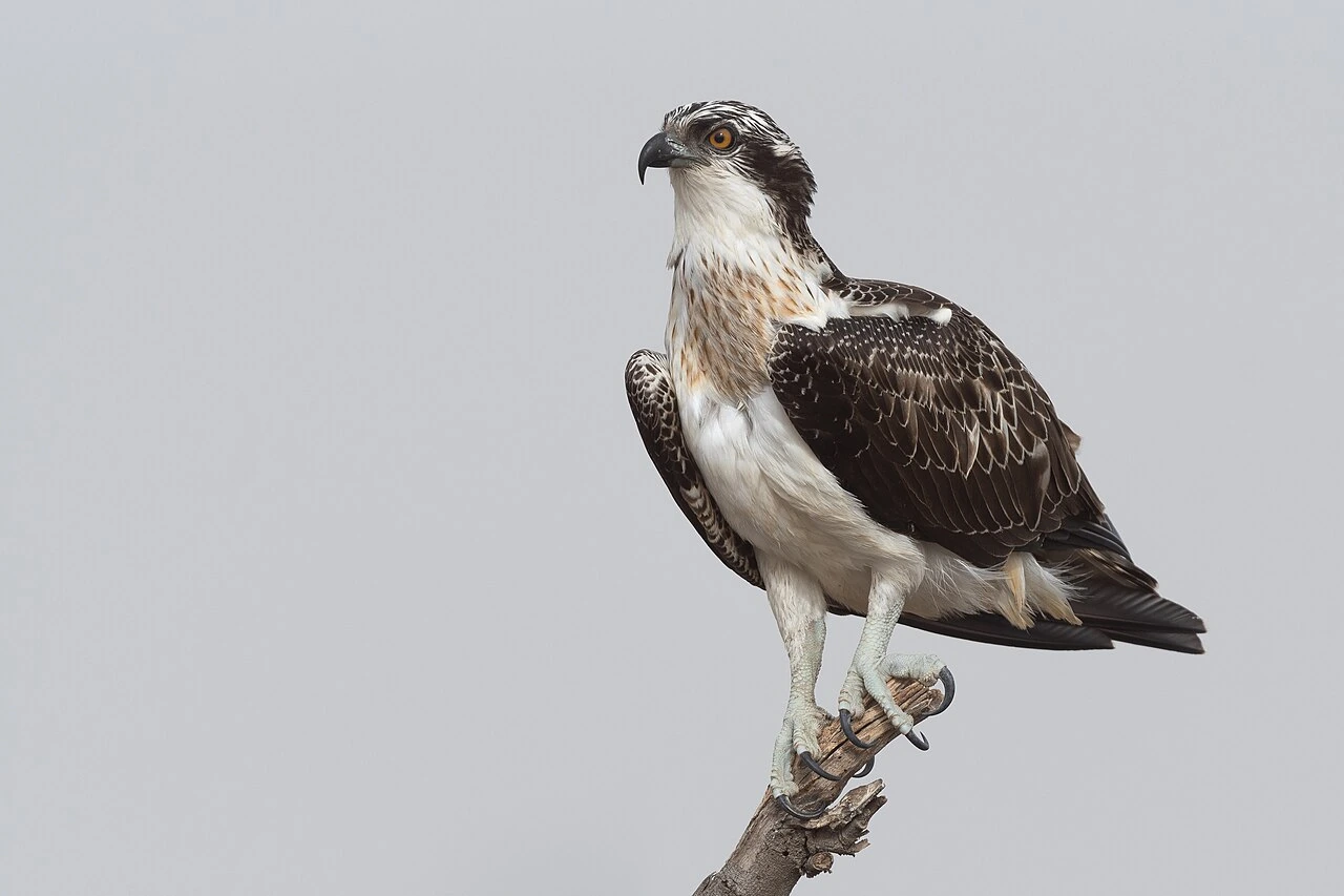 Osprey (Pandion haliaetus) perched on a branch near water