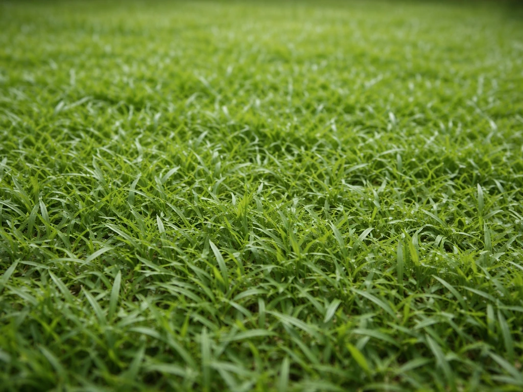 Plan rapproché d’un tapis dense de graminée rampante aux feuilles fines, évoquant le “gazon des Mascareignes”.