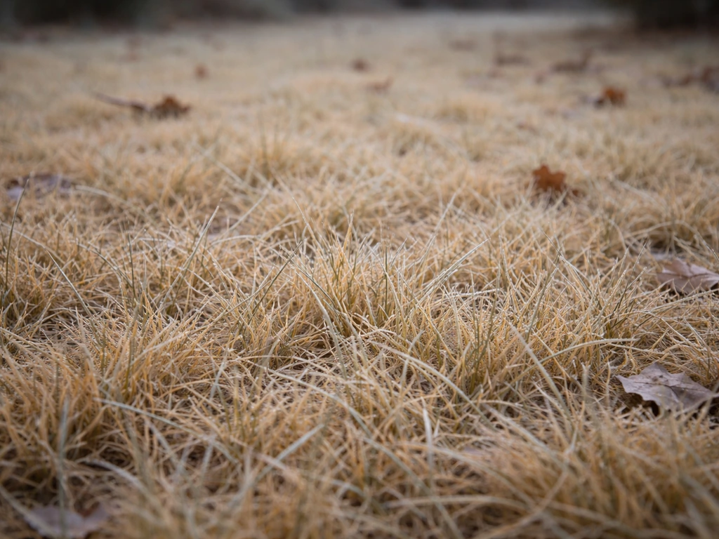 Pelouse en hiver jaunie, teinte paille, texture d’herbe et léger gel discret, ambiance froide.
