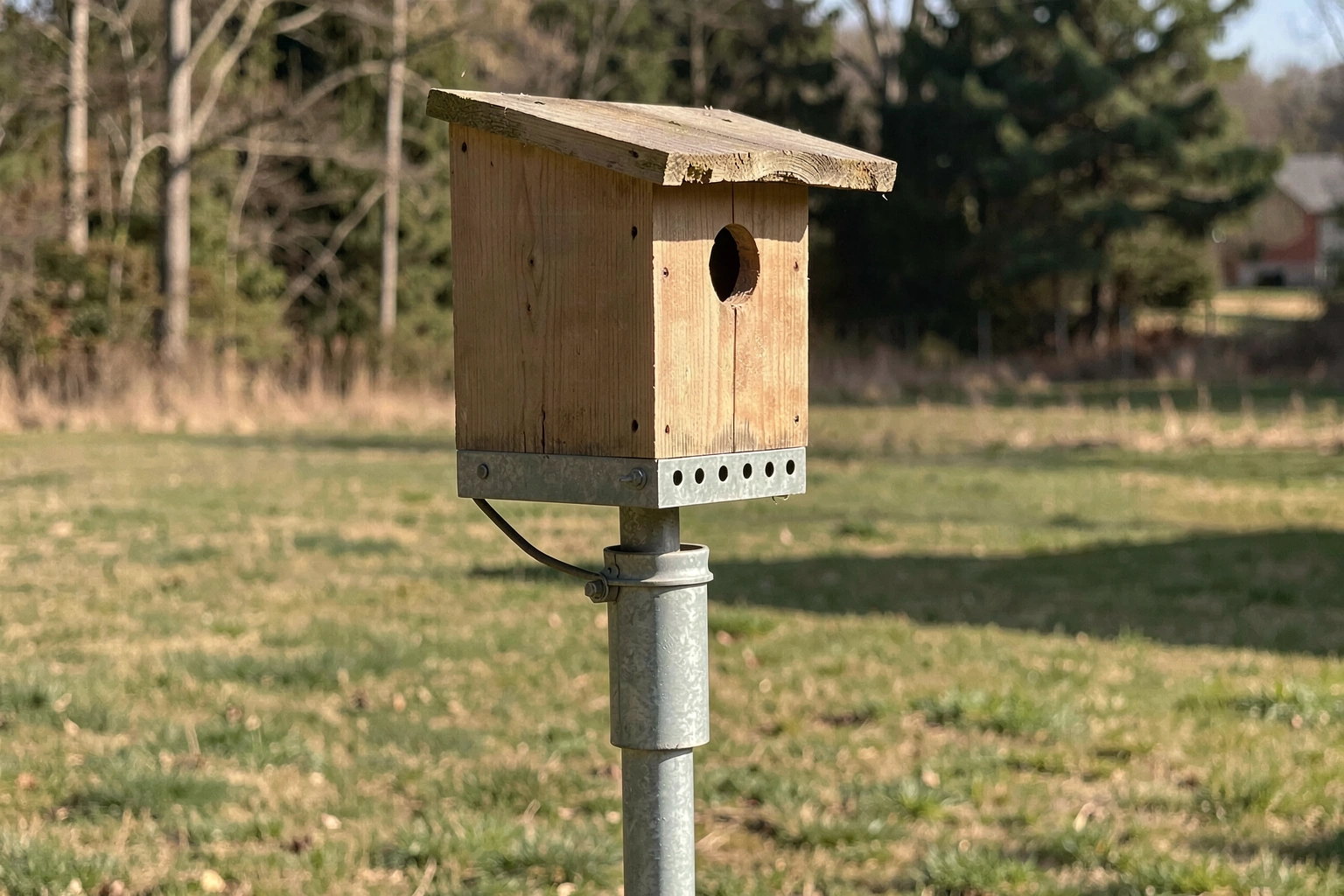 Best Places for Bird Houses: Exact Location Guide