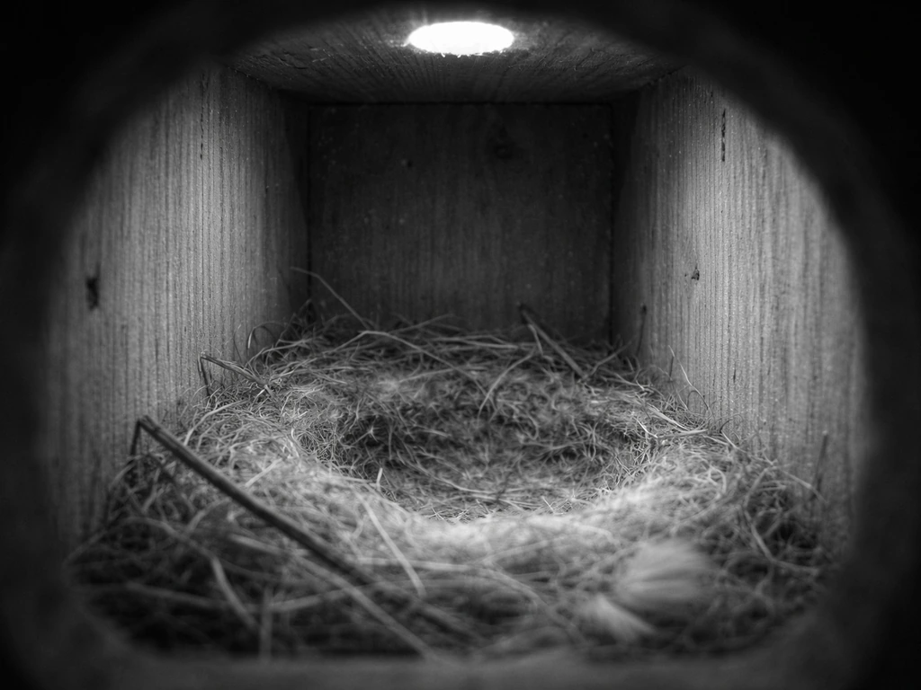 best camera bird house