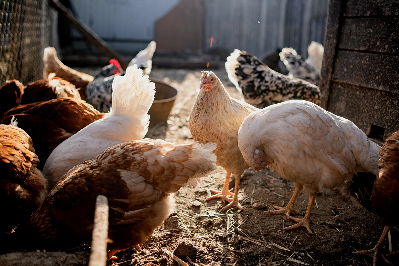 How Common Is Bird Flu? Wild, Chickens, and Backyard Flocks