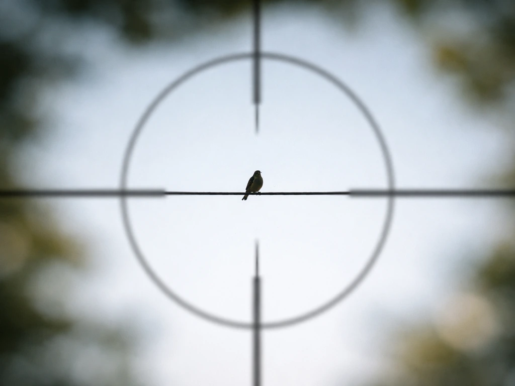 Small bird perched on an overhead wire, framed to feel like an easy target against a clean sky.